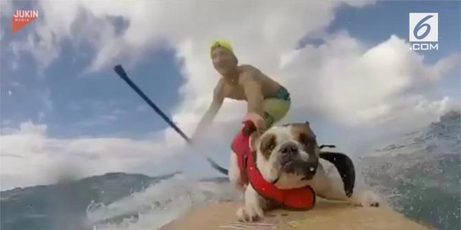 VIDEO: Lihat! Aksi Anjing Berselancar di Laut
