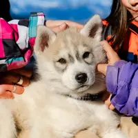 Merawat hewan peliharaan dapat menjadi cara menyenangkan untuk mengajarkan anak disiplin, empati, dan tanggung jawab sejak dini. (Foto: Gaston Botoshansky/Unsplash)