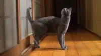 Begini Cara Kucing Mengetuk Pintu