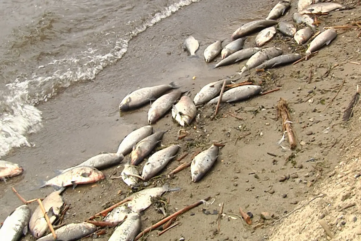 Selain Ancol, Beberapa Daerah Ini Pernah Dipenuhi Bangkai Ikan