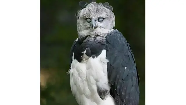 Elang Harpy, Burung Elang Terbesar dan Terkuat di Dunia yang Melegenda