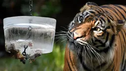 Seekor harimau mengamati balok es berisi sepotong daging di kebun binatang Roma atau disebut Bioparco di Roma, Italia, 13 Juli 2016. Akibat udara panas, pihak pengelola kebun binatang berinisiatif untuk memberi es krim pada para hewan. (Tiziana FABI/AFP)