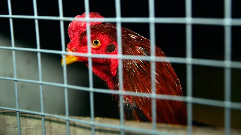 Sabung Ayam Masih Marak di Irak