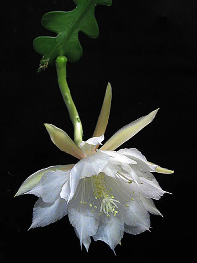 Bunga Wijaya Kusuma (Wikipedia.org)
