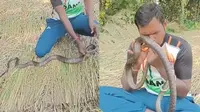 Viral Aksi Heroik Pria Lakukan CPR untuk Selamatkan Ular Kesetrum, Banjir Pujian
