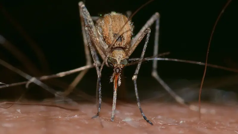Nyamuk Wolbachia Itu Apa? Peneliti Mengatakan Bukan Nyamuk Bill Gates atau Rekayasa Genetik atau Nyamuk Bionik (Foto:  Image by FRANCO PATRIZIA from Pixabay)