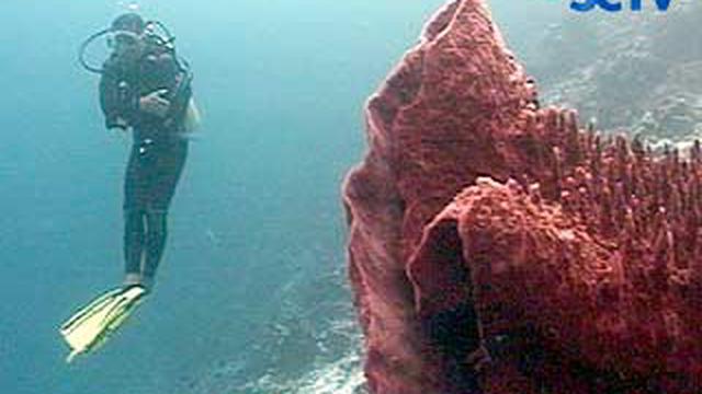 Pesona Bawah Laut Wakatobi News Liputan6com