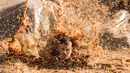 Seorang pria tercebur di kolam lumpur saat memulai perlombaan Mud Day di Tel Aviv, Israel (16/3). Para peserta harus menyelesaikan lomba lari sepanjang 13 kilometer yang dipenuhi rintangan dan kubangan. (AFP Photo/Jack Guez)