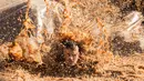 Seorang pria tercebur di kolam lumpur saat memulai perlombaan Mud Day di Tel Aviv, Israel (16/3). Para peserta harus menyelesaikan lomba lari sepanjang 13 kilometer yang dipenuhi rintangan dan kubangan. (AFP Photo/Jack Guez)