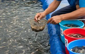 Seleksi dan Pembesaran Ikan Betok. Foto: Gemini