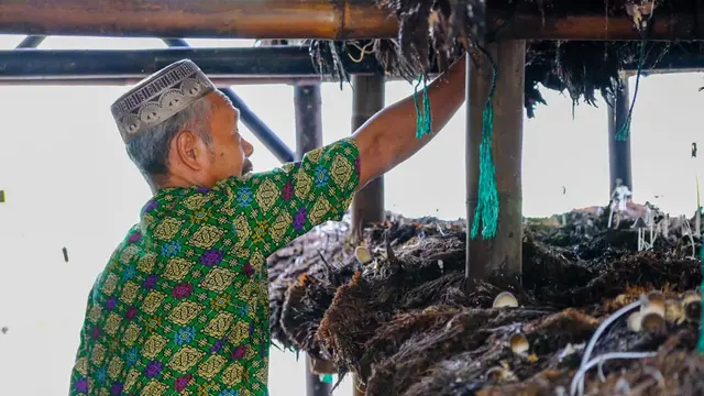 Budidaya jamur merang (volvaria volvacella) dapat menjadi penghasilan sampingan yang cukup lumayan.