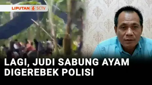 VIDEO: Polisi kembali Gerebek Lokasi Judi Sabung Ayam di Lampung Timur, Pejudi Kabur