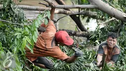 Petugas melakukan pemotongan pohon yang roboh menutup aliran air Tanah Baru, Srengseng Sawah, Jakarta, Jumat (2/9). Tumbangnya sejumlah pohon dikarenakan hujan yang disertai angin kemarin malam. (Liputan6.com/Yoppy Renato)