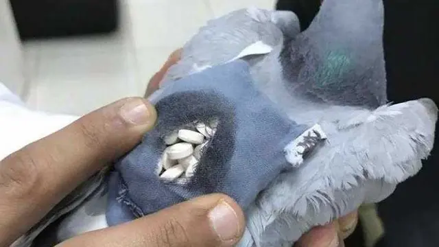 Membawa Ratusan Ekstasi, Burung Merpati Diciduk Polisi