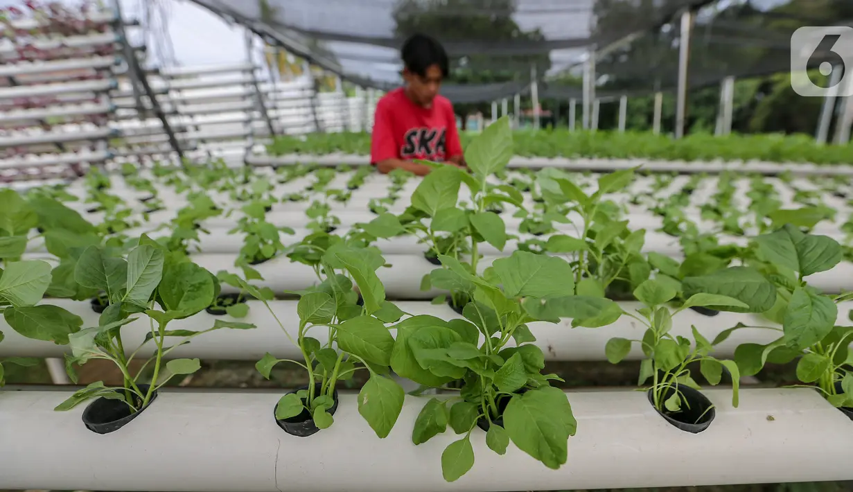 Karyawan memetik sayur hidroponik jenis bayam di Serua Farm, Bojongsari, Depok, Jawa Barat, Jumat (26/6/2020). Kebun sayur yang berdiri di atas lahan seluas 1200 meter persegi dengan 25.000 lubang tanam menyediakan sayuran hidroponik bebas pestisida. (Liputan6.com/Fery Pradolo)