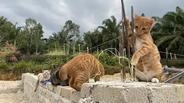6 Potret Kucing Jadi Tukang Bangunan Ini Bikin Ketawa Geli