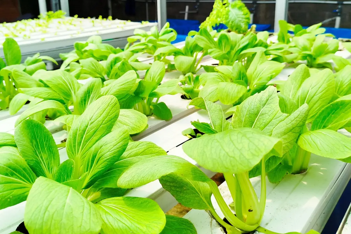 Cara Menanam Sayur Hidroponik