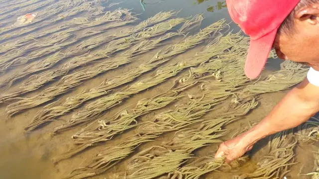 Bawang Merah mati akibat terendam banjir. (Foto: Liputan6.com/Muhamad Ridlo)