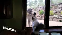 Seekor kucing rumahan tidak bergeming melihat kehadiran seekor singa gunung di luar rumah. 