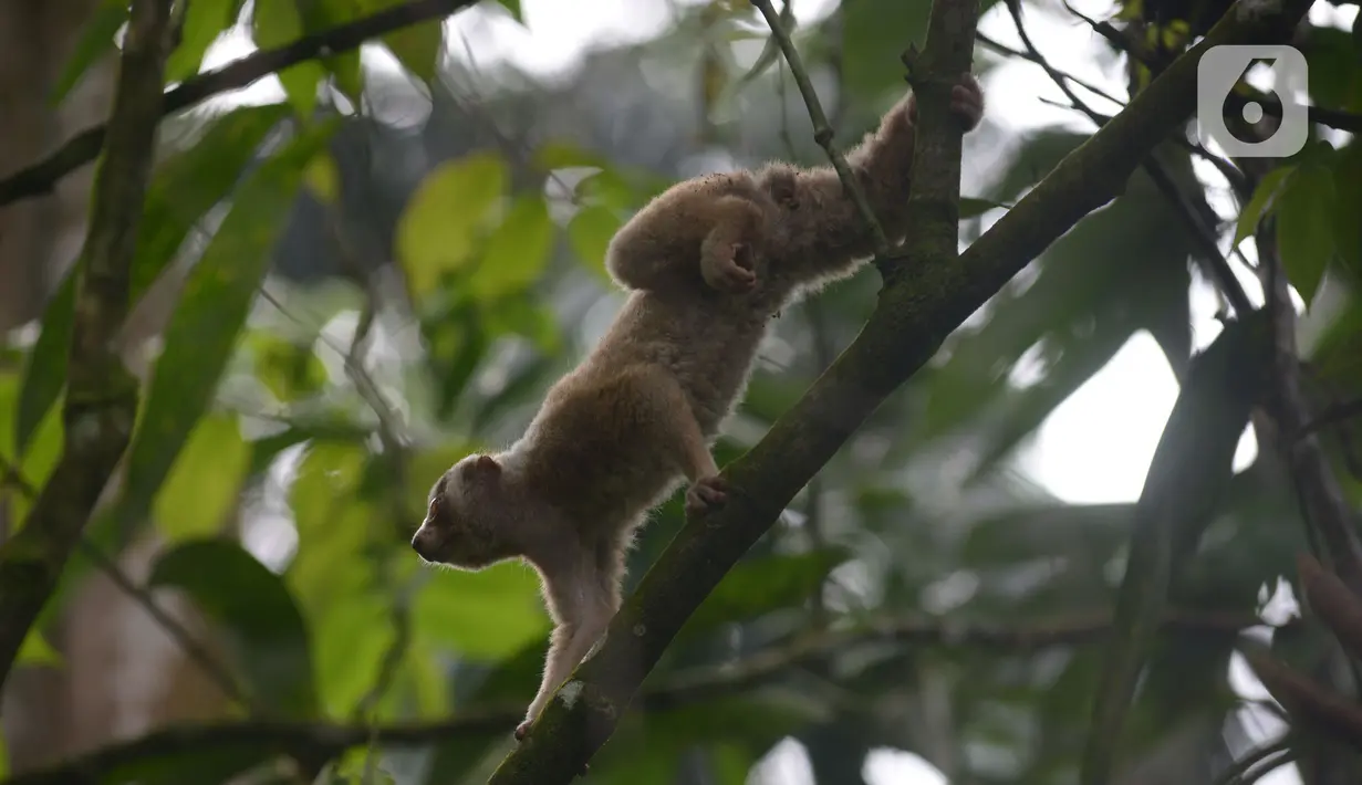 Satwa Kukang Jawa (Nycticebus javaicus) saat dilepasliarkan di kawasan Taman Nasional Halimun Salak, Jawa Barat, Sabtu (6/11/2021). Yayasan Inisiasi Alam Rehabilitasi Indonesia (YIARI) bersama TNGHS melepasliarkan 10 ekor Kukang Jawa ke habitat asalnya. (merdeka.com/Imam Buhori)