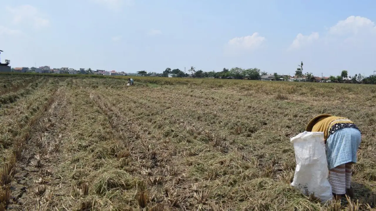 Sawah.
