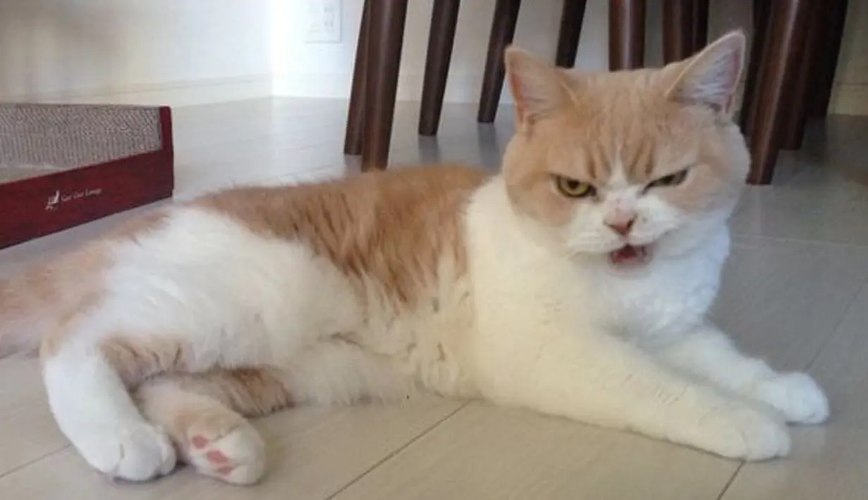 Saking terkenalnya, di Jepang pernah diadakan kontes menggambar dan ilustrasi mirip kucing Koyuki. (instagram.com/marugaodesuyo)