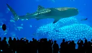 6 Aquarium Terbesar di Dunia yang Wajib Masuk Daftar Kunjungan