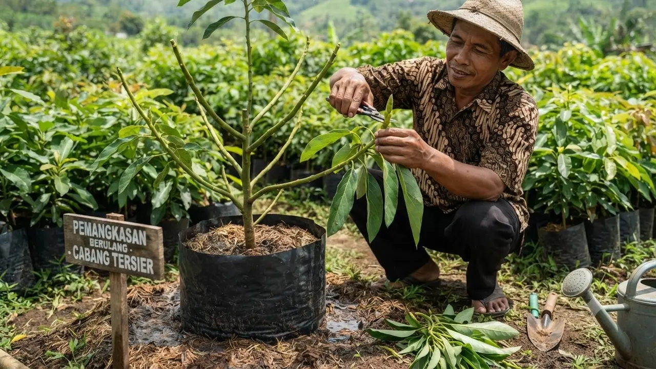 Tanda Pohon Alpukat Siap Dipangkas Agar Cepat Berbuah