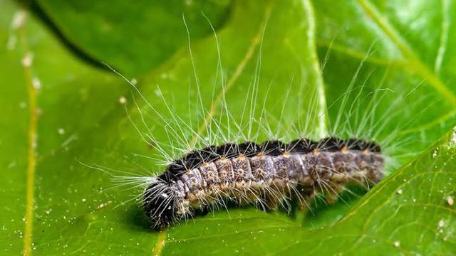 Ilustrasi hama ulat bulu (Istimewa)
