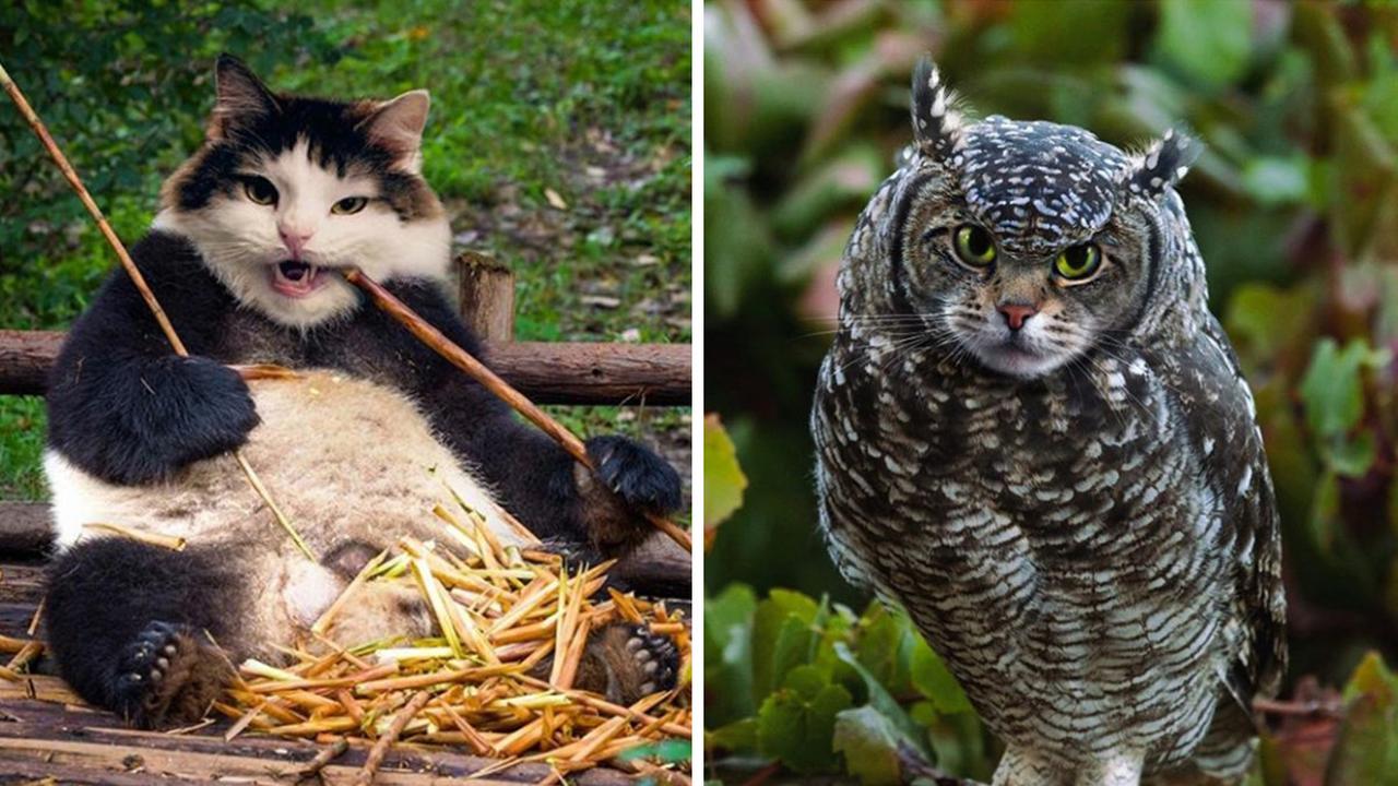 Kucing Jadi Hal Lain, Begini Rupanya