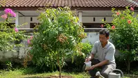 Kelengkeng Sudah Berbuah tapi Ukurannya Kecil? Coba Tips Perawatan Ini
