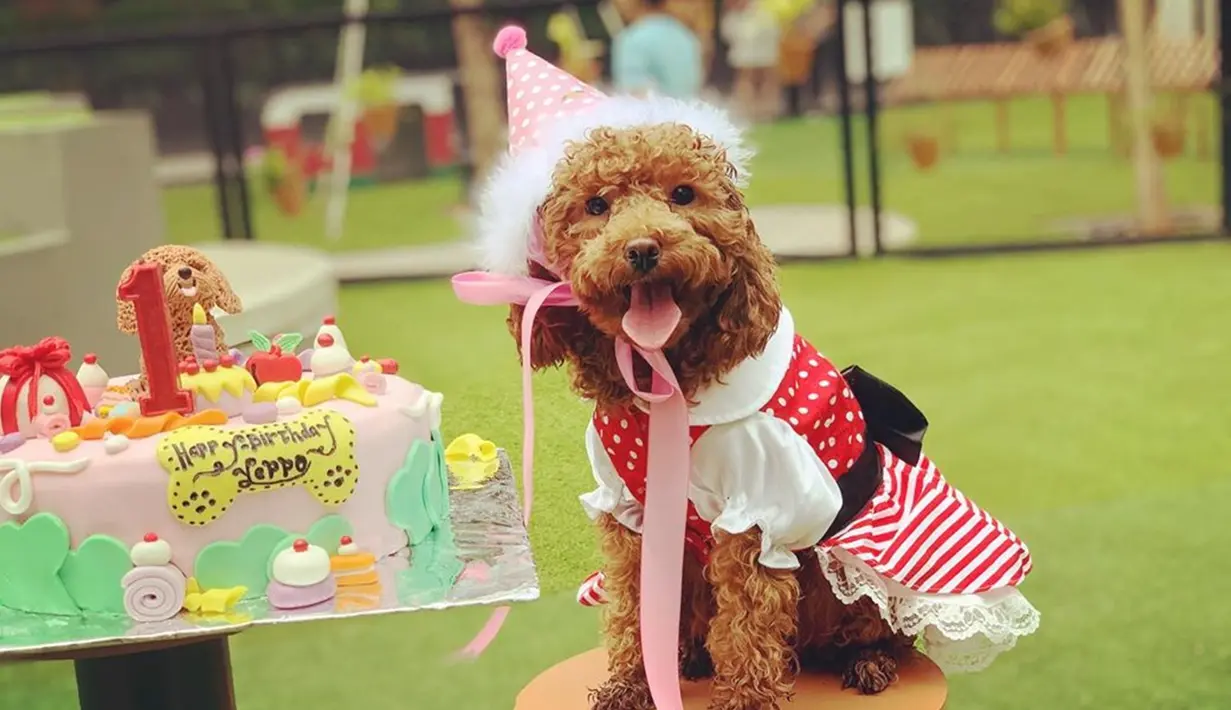Momen Yeppo berpose di depan kue ulang tahunnya. Gemas banget ya! Yeppo sendiri adalah nama yang diberikan oleh Feli. Dalam bahasa Korea, Yeppo berarti cantik. Setuju kan kalau Yeppo anjing yang cantik? (Liputan6.com/IG/hellooyeppo)