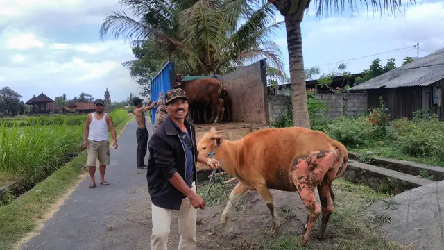 Hewan milik pengungsi Gunung Agung