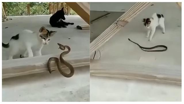 6 Momen Persahabatan Kucing dengan Ular, Tak Takut Meski Kobra