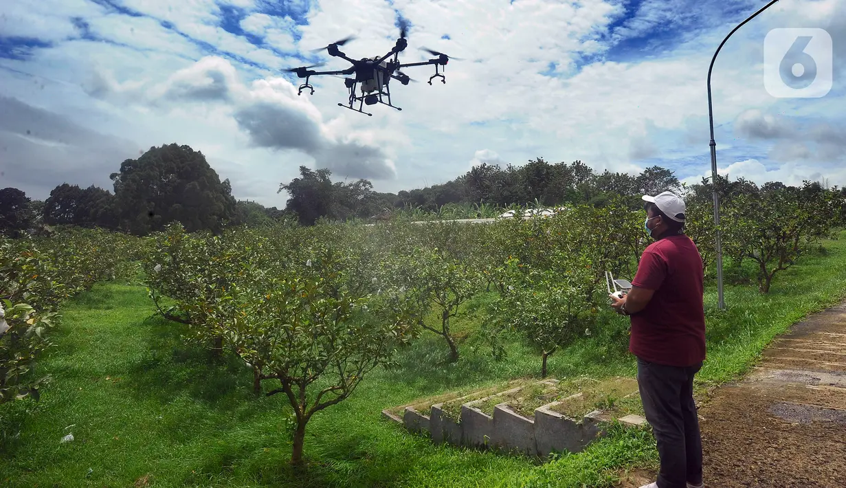 <p>Petani menerbangkan drone untuk menyemprotkan pupuk mikro pada lahan jambu kristal di pusat pengembangan pertanian Agribusinnes and Technology Park (ATP) IPB University, Dramaga, Kabupaten Bogor, Jawa Barat, Jumat (17/2/2023). Penggunaan drone tersebut untuk membantu meningkatkan hasil produksi jambu kristal serta efisiensi tenaga dan waktu. (merdeka.com/Arie Basuki)</p>
