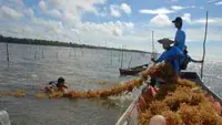 Lima Klaster Budidaya Rumput Laut, Mesin Penggerak Ekonomi Pesisir NTT