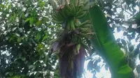 Tandan Pisang Terbelah 2 di Bengkulu Tanda Pemenang Pilkada DKI?