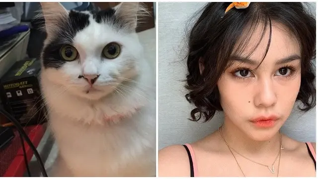 Bikin Gemas, Ini 7 Cocoklogi Kucing Mirip Artis yang Bikin Ketawa Geli