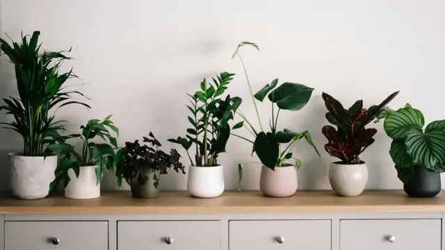 Ilustrasi Tanaman Indoor