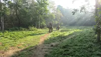Atraksi Gajah Tunggang Resmi Dilarang di Seluruh Wilayah Indonesia