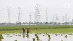 Petani berjalan di sawah di Kabupaten Tangerang, Senin (9/8/2021). Mentan Syahrul Yasin Limpo mengatakan sektor pertanian tahan terhadap dampak pandemi COVID-19 yang menyebabkan pertumbuhan ekonomi di sektor lain negatif, sementara di pertanian selalu positif. (Liputan6.com/Angga Yuniar)