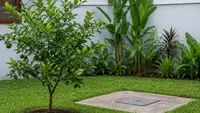 Pohon Buah yang Aman Ditanam Dekat Septic Tank agar Halaman Tetap Aman dan Produktif