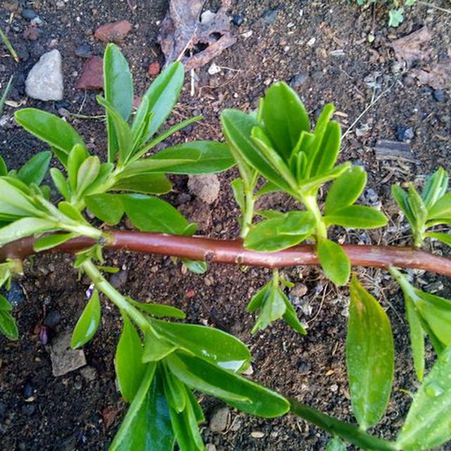 Daftar Harga Daun Gingseng Bulan Januari 2021 Terbaru