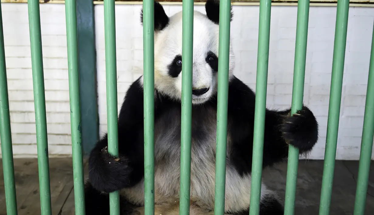 Xin Xin, panda raksasa wanita (Ailuropoda melanoleuca) terlihat selama pemeriksaan fisik di kebun binatang Chapultepec, Mexico City (12/2/2020). Xin Xin dan Shuan Shuan merupakan dua spesimen Hewan yang lahir di Meksiko dan satu-satunya di dunia yang tidak dimiliki China. (AFP/Alfredo Estrella)