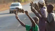 Sejumlah anak menjual daging tikus yang sudah diolah menjadi makanan di Chidza, Zimbabwe (23/9). Hewan kecil yang ditangkap di ladang jagung ini biasanya dipanggang lalu disajikan sebagai makanan oleh warga setempat. (AP Photo/Tsvangirayi Mukwazhi)