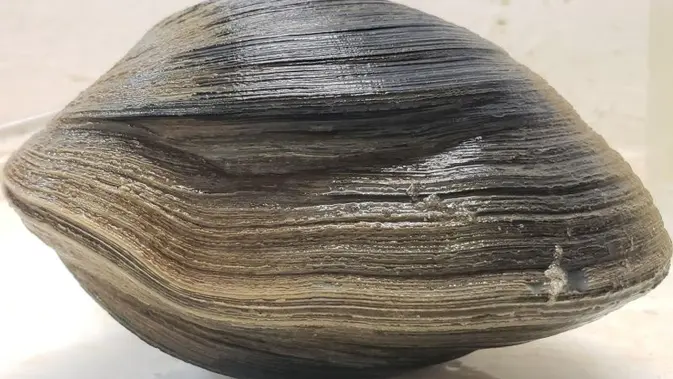 Aber-Clam Lincoln, Kerang Raksasa yang Ditemukan di Pantai Florida (Sumber: Gulf Specimen Marine Lab/Facebook)