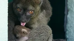 Seekor bayi Lemur bambu besar (Prolemur simus) menempel pada induknya, Veloma, di Kebun binatang Besancon, Prancis, Kamis (1/8/2019). Spesies lemur dari Madagaskar ini terancam punah dan diperkirakan hanya sekitar 1000 ekor yang dapat ditemui di alam liar. (Photo by SEBASTIEN BOZON / AFP)
