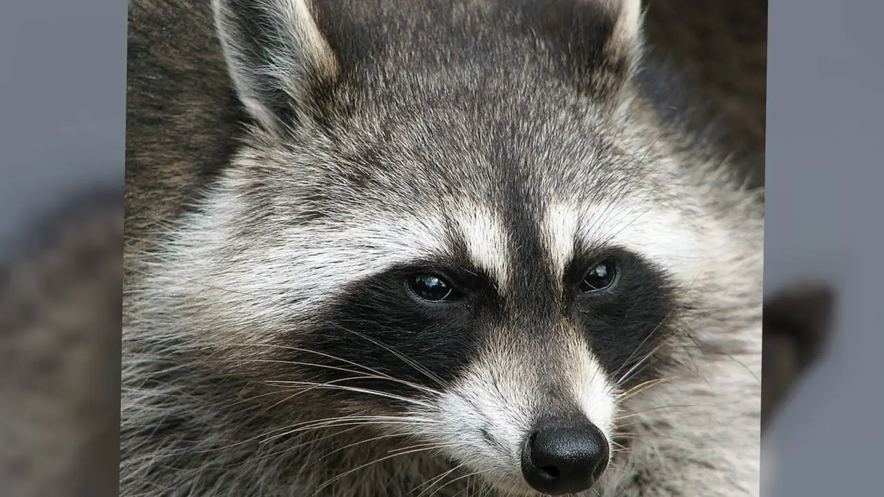 Rakun (Procyon lotor)