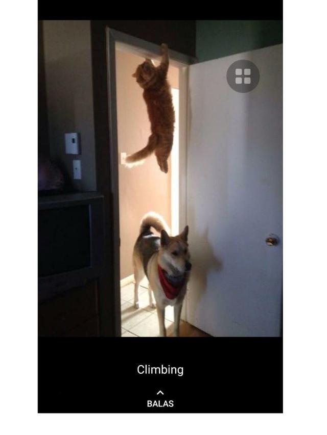 8 Potret Cocoklogi Jika Kucing Ikut Ekstrakurikuler Ini Bikin Gemas