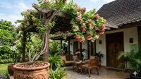 Cara Menanam Melati Belanda di Pot untuk Kanopi Rumah agar Subur dan Berbunga Lebat
